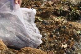 石屏宝秀镇：春投蟹苗，秋尝鲜