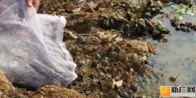 石屏宝秀镇：春投蟹苗，秋尝鲜