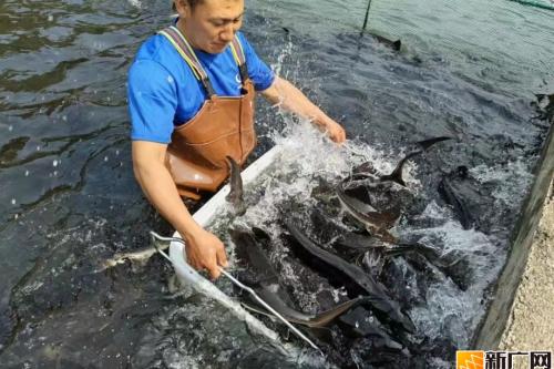 金水河镇：生态养鲟启新程 冷链出口富边民