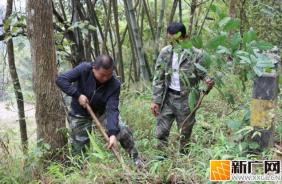 老集寨乡：不负春光“植”此青绿 干群同心“绣”美家园