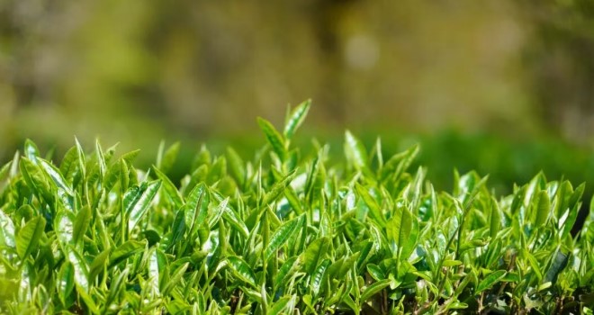 绿春县春茶抢“鲜”开采 绿叶变“金叶”助农增收