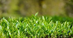 绿春县春茶抢“鲜”开采 绿叶变“金叶”助农增收