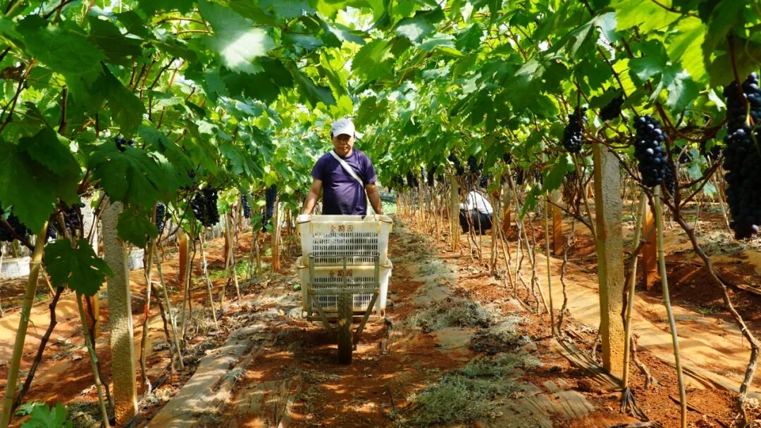 建水“夏黑”葡萄较省外提前30天抢鲜上市 地头收购价13元—18元/公斤