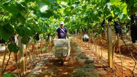 建水“夏黑”葡萄较省外提前30天抢鲜上市 地头收购价13元—18元/公斤