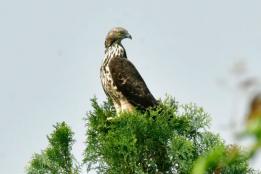 凤头蜂鹰首现石屏异龙湖