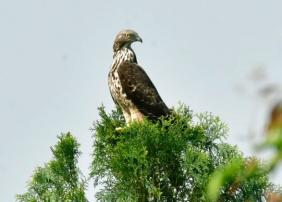 凤头蜂鹰首现石屏异龙湖