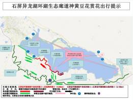 石屏异龙湖生态廊道（环湖南路）神黄豆花赏花出行指南