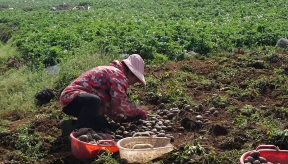 个旧卡房镇大黑山紫皮马铃薯 “抢鲜” 上市