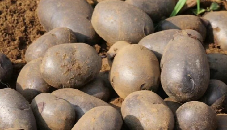 个旧卡房镇大黑山紫皮马铃薯 “抢鲜” 上市