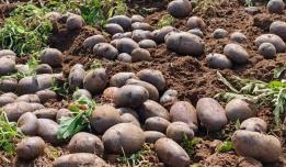 个旧卡房镇大黑山紫皮马铃薯 “抢鲜” 上市