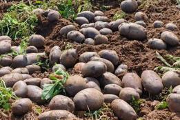 个旧卡房镇大黑山紫皮马铃薯 “抢鲜” 上市