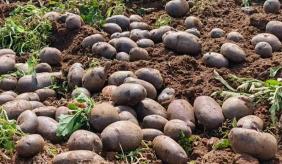 个旧卡房镇大黑山紫皮马铃薯 “抢鲜” 上市