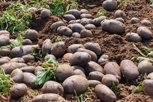 个旧卡房镇大黑山紫皮马铃薯 “抢鲜” 上市