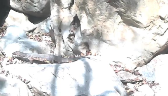 首次拍到！“五爪金龙”现身大围山