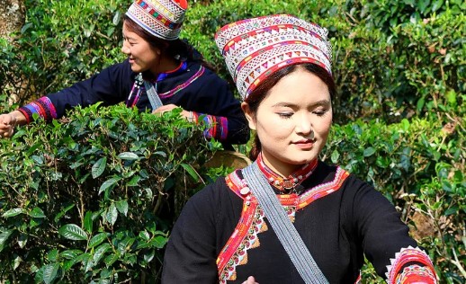 沪滇协作赋能，红河县架车乡茶山焕生机