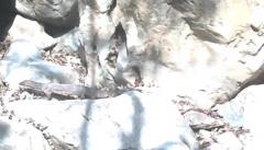 首次拍到！“五爪金龙”现身大围山