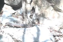 首次拍到！“五爪金龙”现身大围山