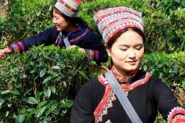 沪滇协作赋能，红河县架车乡茶山焕生机