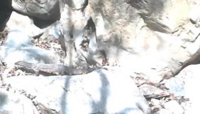 首次拍到！“五爪金龙”现身大围山