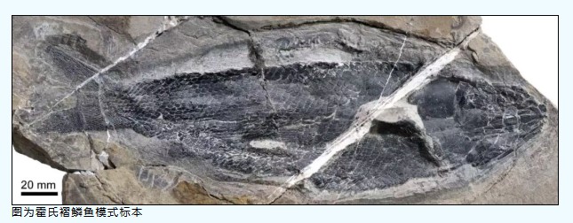 刷新全球纪录！泸西发现新物种化石