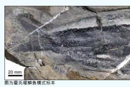 刷新全球纪录！泸西发现新物种化石