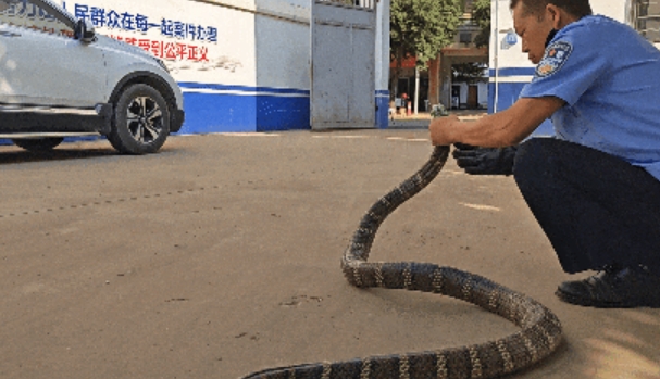 青龙派出所速解群众大蛇困扰，妥善处置眼镜王蛇