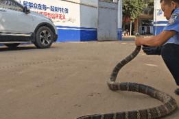 青龙派出所速解群众大蛇困扰，妥善处置眼镜王蛇