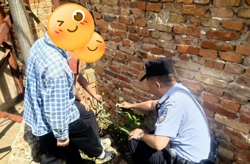 个旧小学生识罂粟，禁毒意识强获点赞