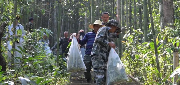 金平县马鞍底乡开展蝴蝶幼虫迁移保护行动，守护边境生态