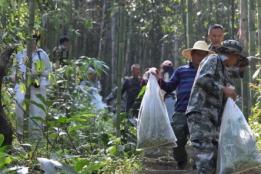 金平县马鞍底乡开展蝴蝶幼虫迁移保护行动，守护边境生态
