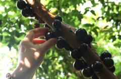 河口镇马鹿塘小组嘉宝果迎丰收，生态经济双丰收