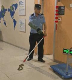 黑线乌梢蛇出没！弥勒民警火速“拿捏”！