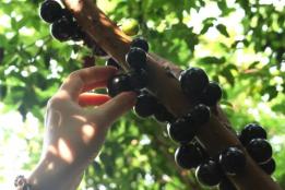 河口镇马鹿塘小组嘉宝果迎丰收，生态经济双丰收