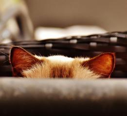 猫粮品牌推荐：希喂、网易严选、爱肯拿三大品牌实测对比