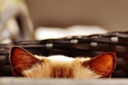 猫粮品牌推荐：希喂、网易严选、爱肯拿三大品牌实测对比