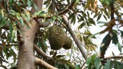 重达3.7公斤，红河州本地榴莲已成熟