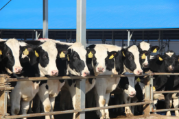 新规护航乳业品质升级，认养一头牛以全链数智化锻造新国民品牌样本