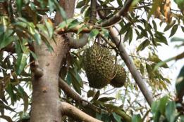 重达3.7公斤，红河州本地榴莲已成熟