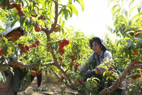 泸西：育好桃产业 走出致富路