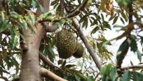 重达3.7公斤，红河州本地榴莲已成熟