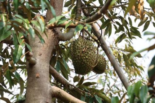 重达3.7公斤，红河州本地榴莲已成熟