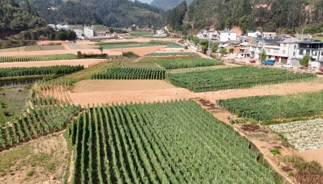 石屏县龙朋镇荷兰豆丰收，为乡村振兴添动力