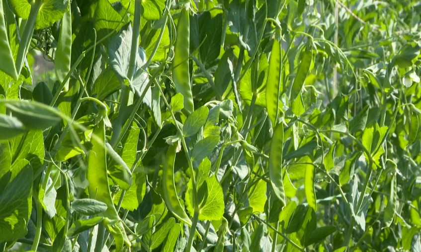 石屏县龙朋镇荷兰豆丰收，为乡村振兴添动力