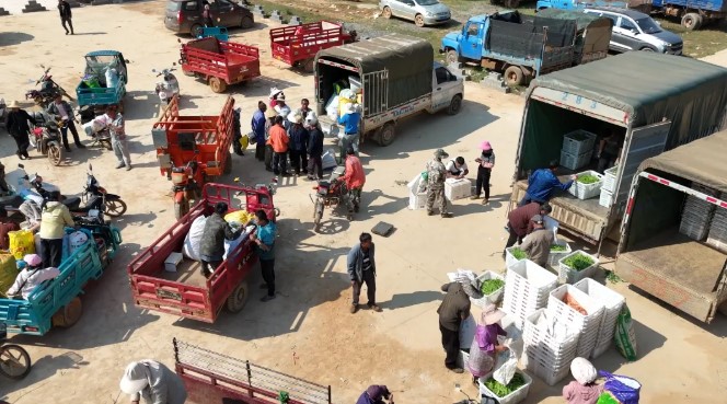 石屏县龙朋镇荷兰豆丰收，为乡村振兴添动力