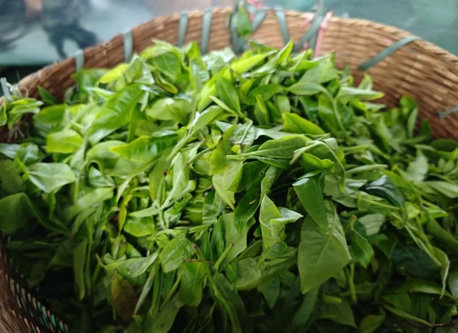 绿春县大水沟乡：古茶树变身“金叶子”， 绘就乡村振兴新画卷