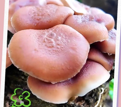 红河县林下菌菇采收忙，乡亲捧起“金饭碗”