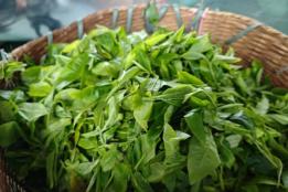 绿春县大水沟乡：古茶树变身“金叶子”， 绘就乡村振兴新画卷