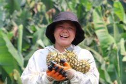 河口南溪：科技赋能菠萝采收，“黄金果”助力乡村振兴