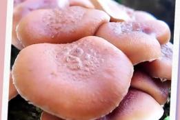 红河县林下菌菇采收忙，乡亲捧起“金饭碗”