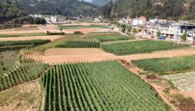 石屏县龙朋镇荷兰豆丰收，为乡村振兴添动力